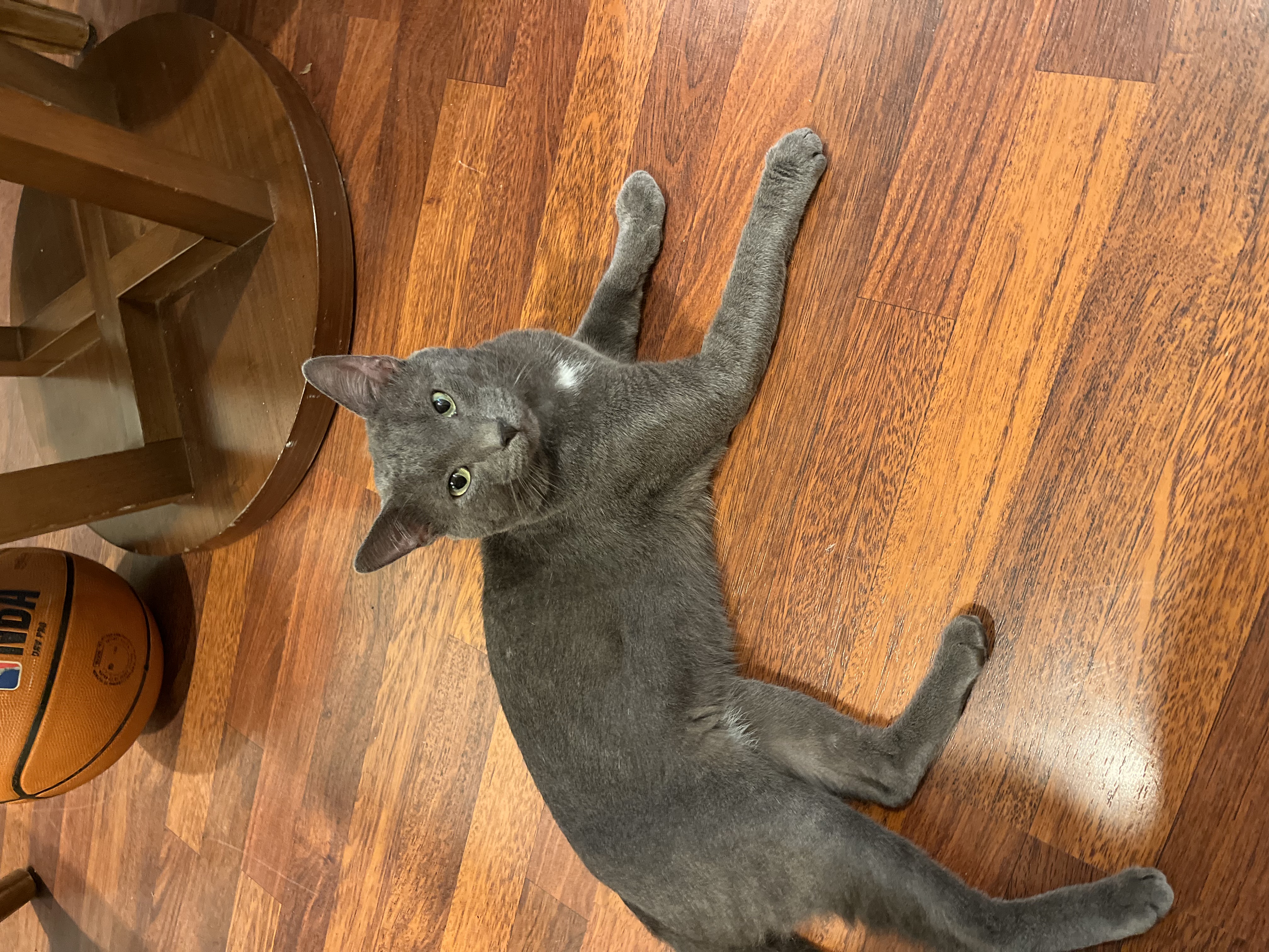 Shadow cat NLQGAKWP