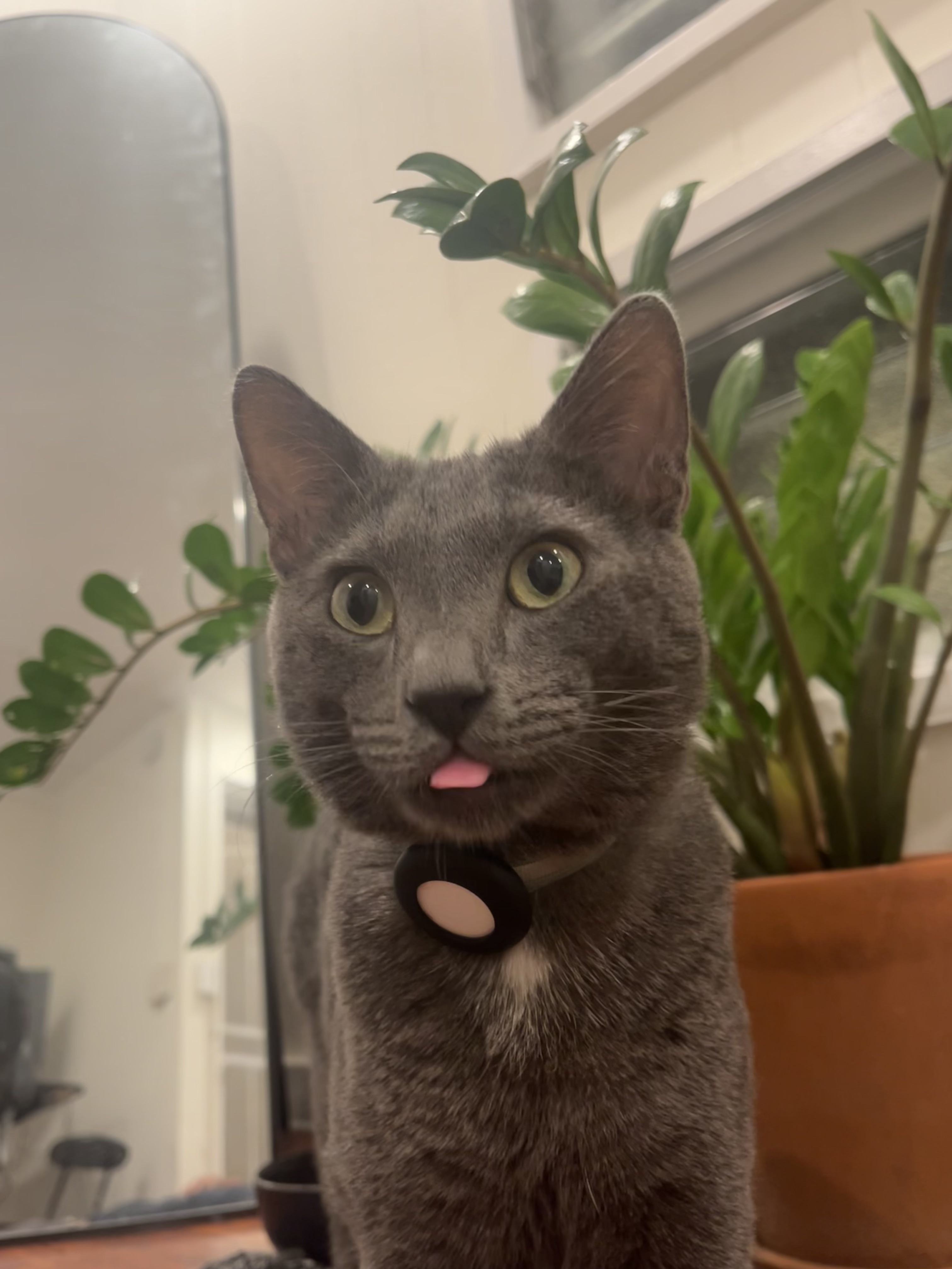 Shadow cat NLQGAKWP