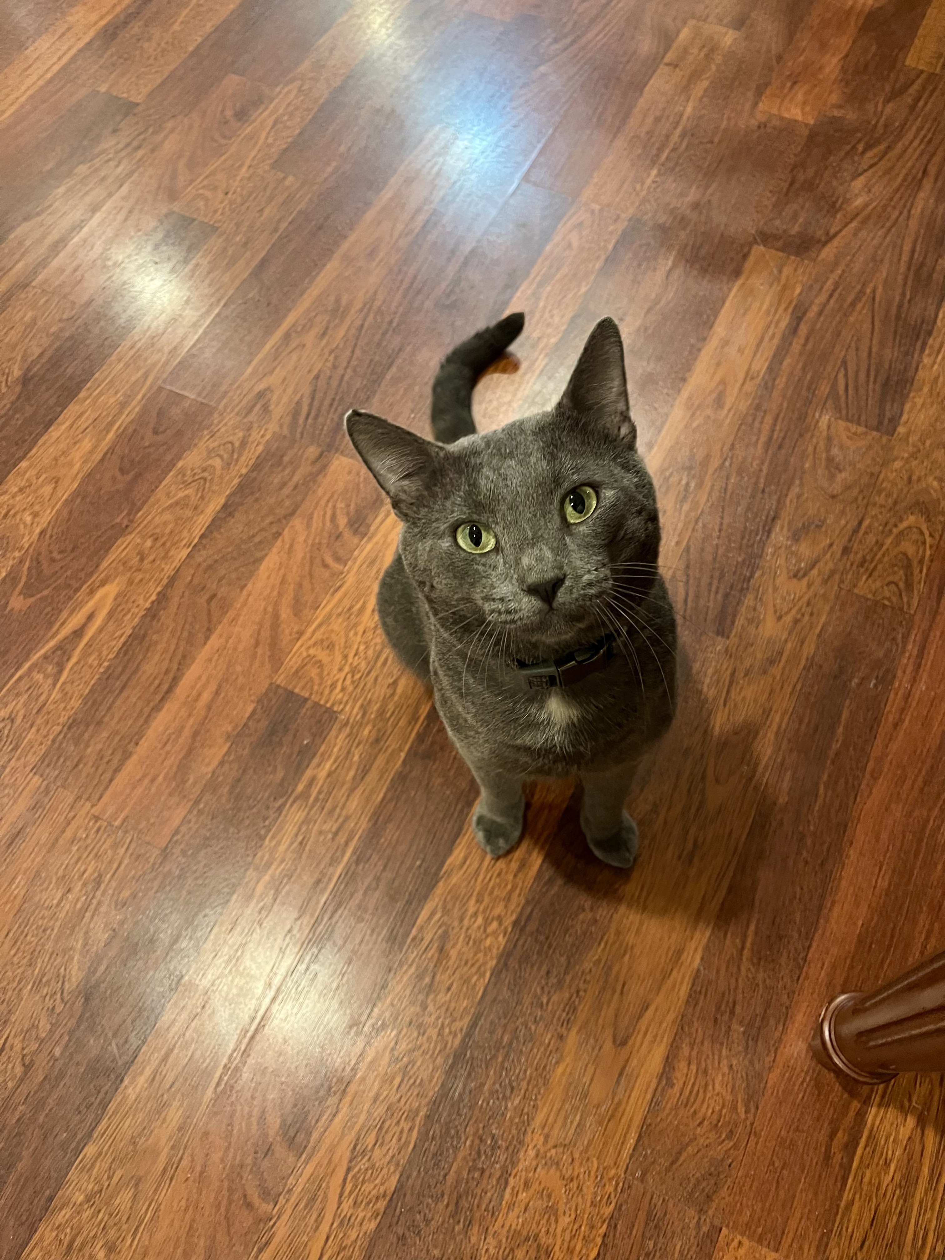 Shadow cat NLQGAKWP