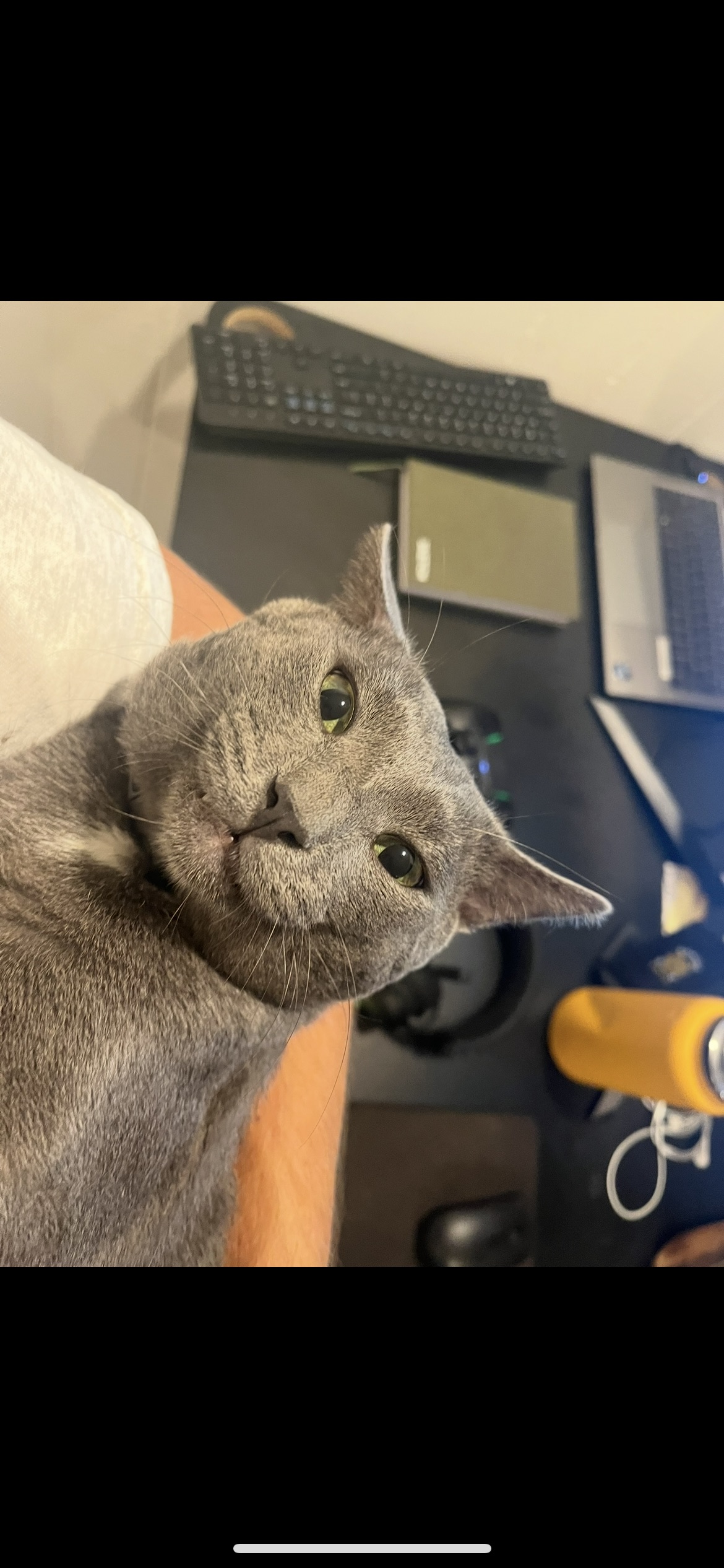 Shadow cat NLQGAKWP