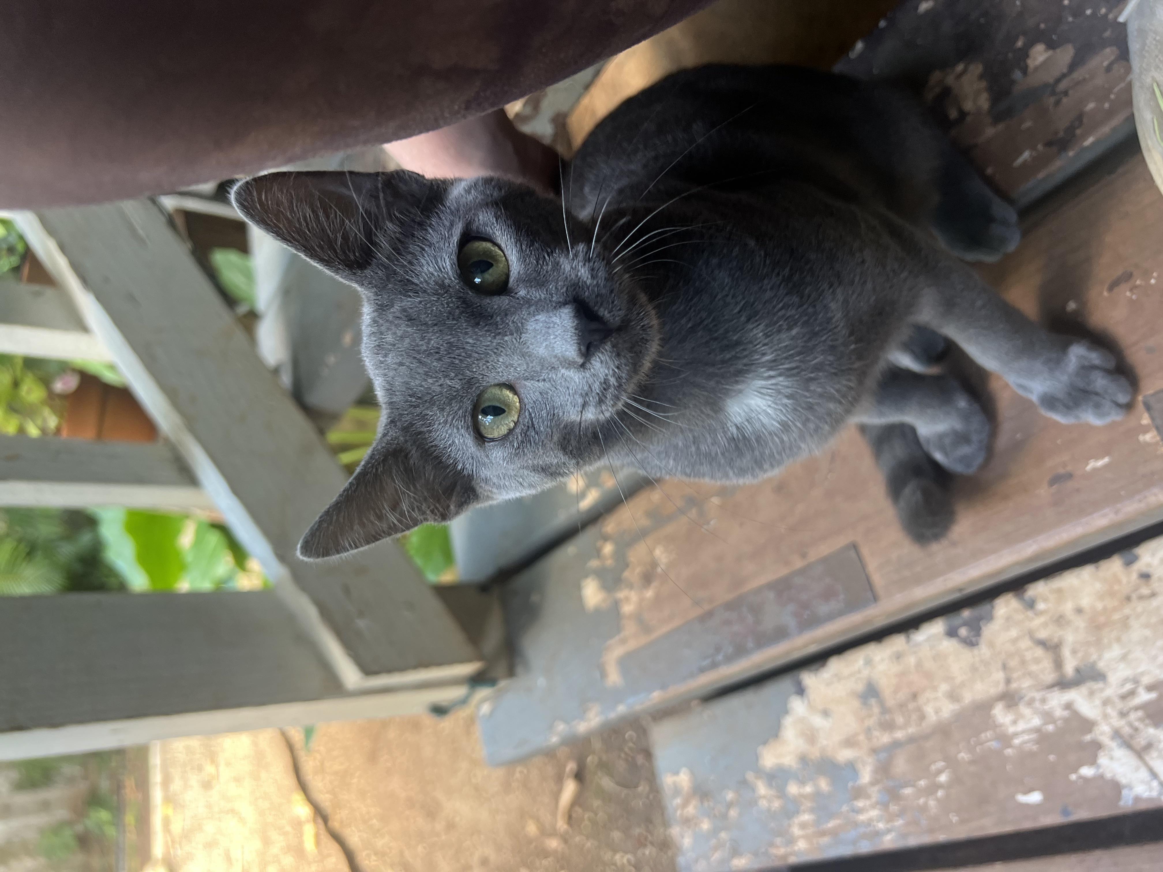 Shadow cat NLQGAKWP