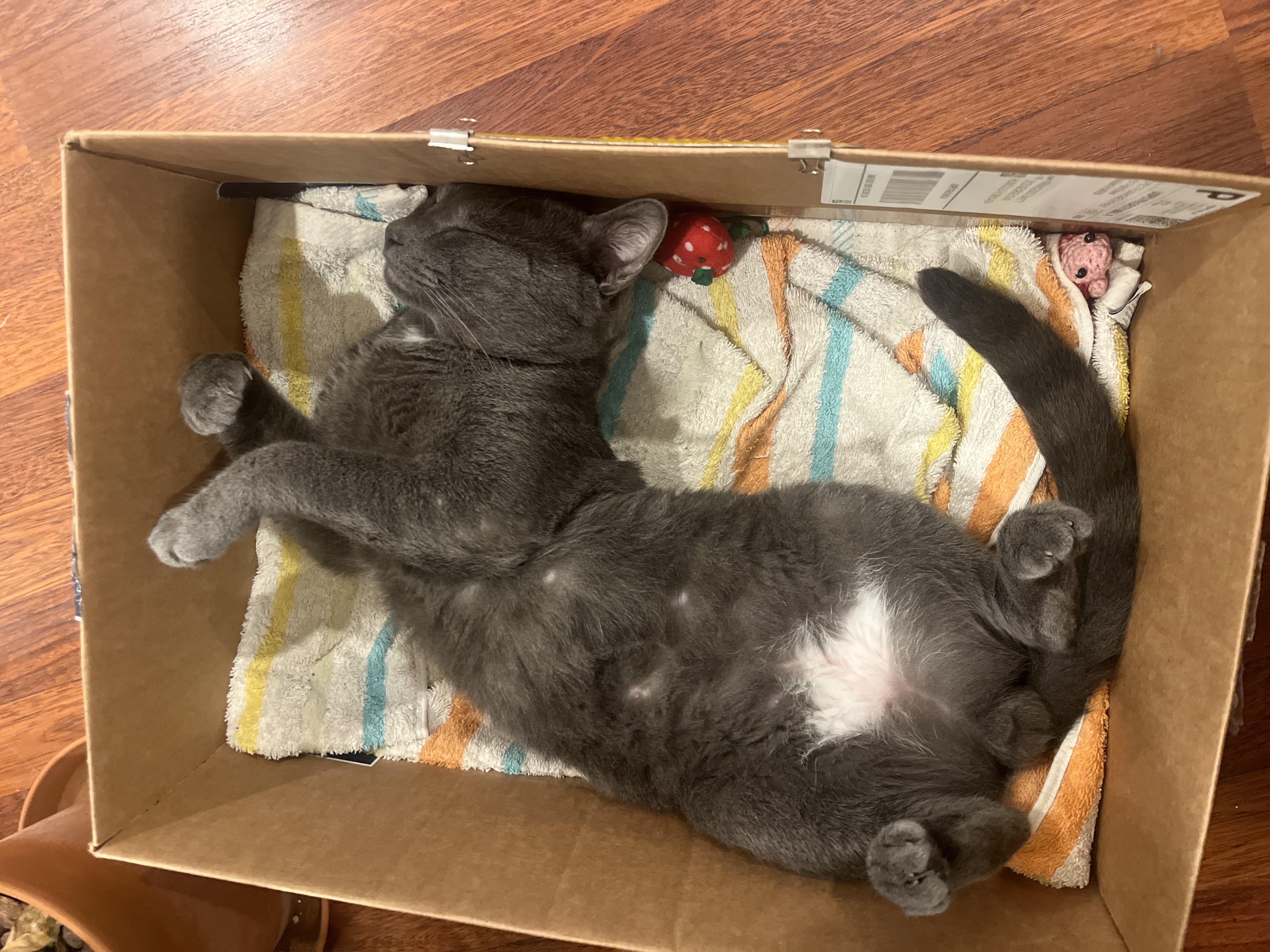Shadow cat NLQGAKWP